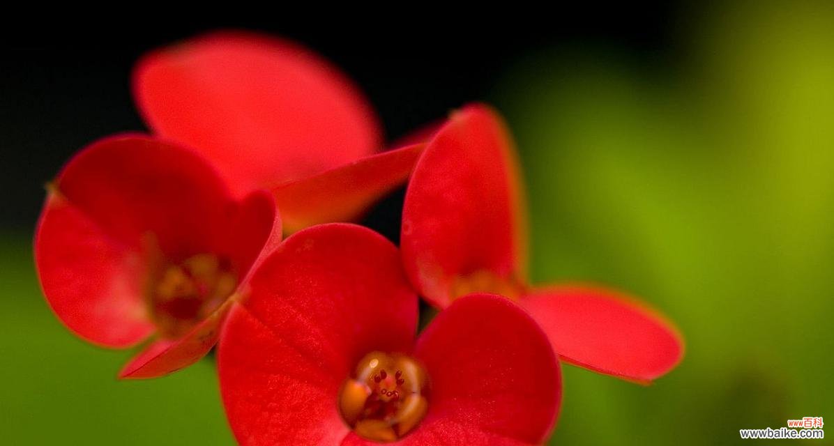 铁海棠花语象征与寓意代表什么含义？如何正确解读？