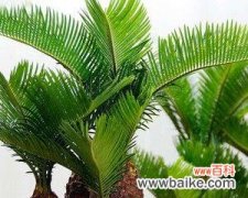 铁树的象征意义是什么？铁树代表的意义有哪些？