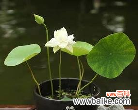 碗莲的花语是什么?碗莲寓意有哪些常见问题解答?