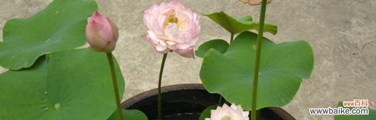 碗莲的花语是什么?碗莲寓意有哪些常见问题解答?