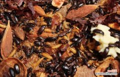 九龙虫的功效与吃法