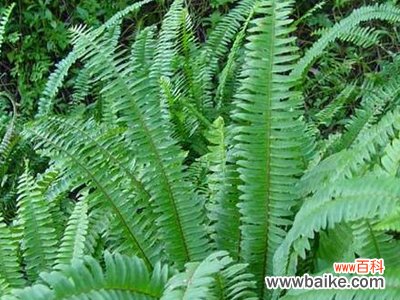 羊齿花语：勤劳