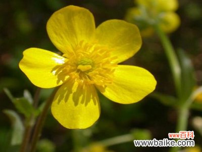 袋草的花语:幼稚