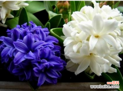 风信子的含义是：只要点燃生命之火，便可同享丰盛人生