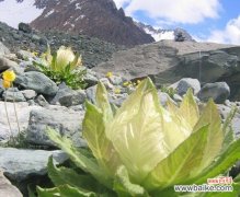 雪莲花的花语：纯白的爱、坚韧、纯洁、给人们带来希望
