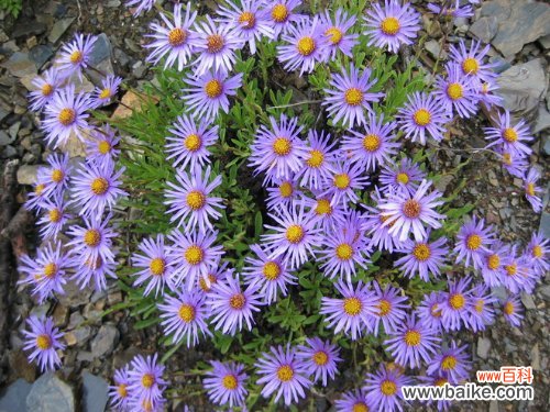 紫宛的花语:说谎Liar