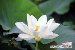 莲花的花语，纯洁清白，忠贞，自由脱俗