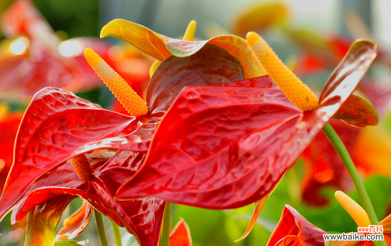 红掌花语是:大展宏图、热情、热血