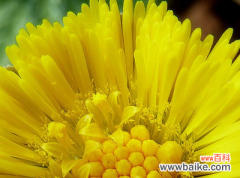 款冬的花语：公正