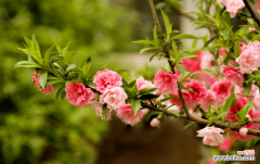 桃花的花语：优美