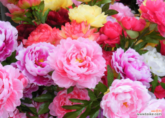 牡丹花的花语是：圆满、富贵、吉祥、幸福、雍容华贵