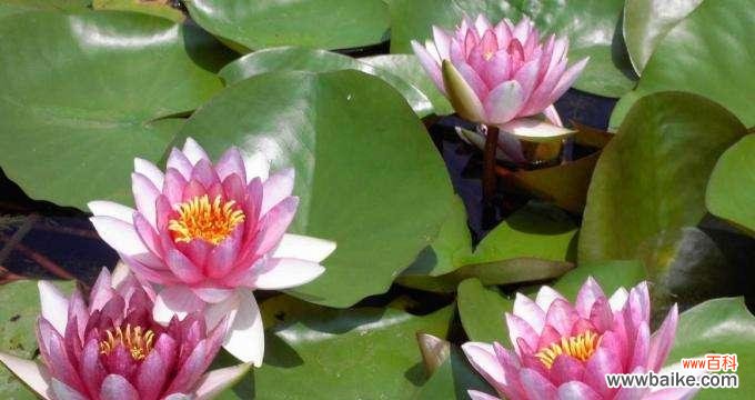 不同颜色睡莲的象征意义 睡莲花语与寓意