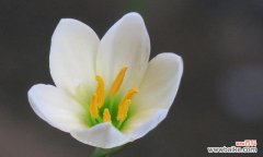 唤醒心中的希望与勇气 探寻葱兰花的花语