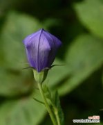 探究桔梗花的象征意义及文化内涵 解读桔梗花花语