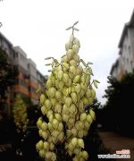 探寻凤尾兰所代表的意义与象征，解读其神秘而美丽的内涵 凤尾兰花语大揭秘