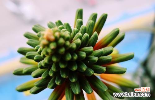 探秘芦荟开花的美丽与寓意 芦荟开花的寓意