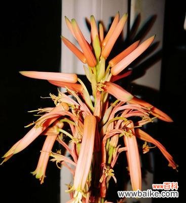 探秘芦荟开花的美丽与寓意 芦荟开花的寓意