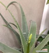 探秘芦荟开花的美丽与寓意 芦荟开花的寓意