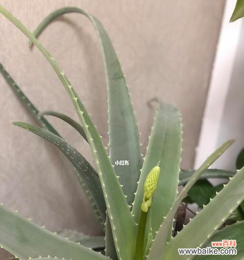 探秘芦荟开花的美丽与寓意 芦荟开花的寓意