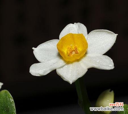 探寻水仙花语的内涵与象征 纯白水仙花花语——神圣、高尚、纯洁