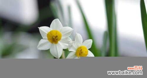 探寻水仙花语的内涵与象征 纯白水仙花花语——神圣、高尚、纯洁