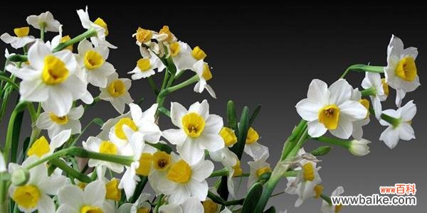 探寻水仙花语的内涵与象征 纯白水仙花花语——神圣、高尚、纯洁