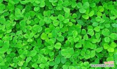 从古代传说到现代文化，探究三叶草的象征意义 揭秘三叶草的花语