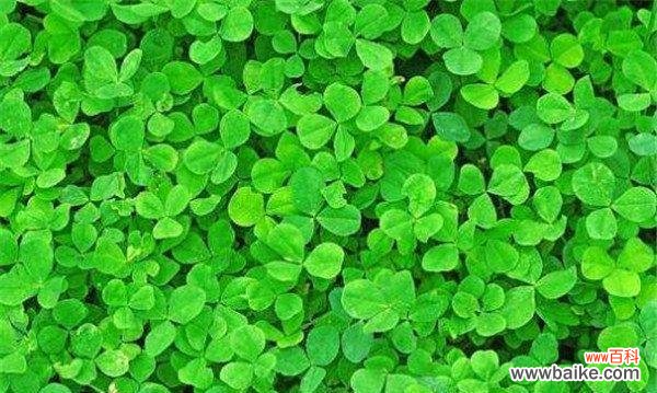 从古代传说到现代文化,探究三叶草的象征意义 揭秘三叶草的花语