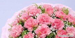 了解康乃馨代表的不同含义，传达不同的情感 康乃馨的花语与意义