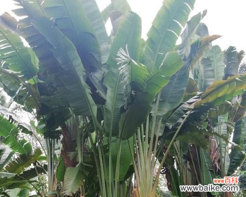 解读芭蕉树的风水福运 芭蕉树在风水中的作用与寓意