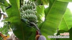 解读芭蕉树的风水福运 芭蕉树在风水中的作用与寓意