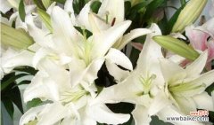 花开花落 白百合花的花语与寓意