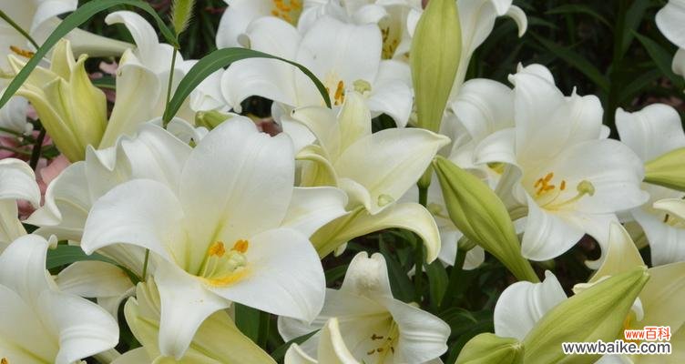 清纯与祝福的化身——白百合花 白百合花的意义与象征