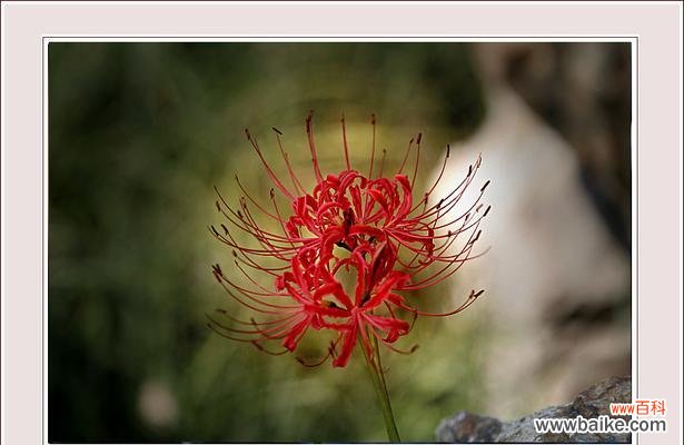 探寻白彼岸花的美与哲理 白彼岸花