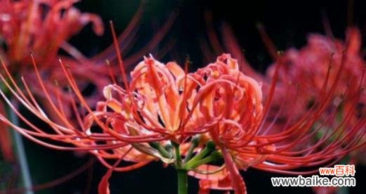 探寻白彼岸花的美与哲理 白彼岸花