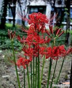 探寻白彼岸花的美与哲理 白彼岸花