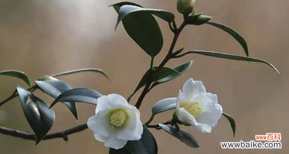 揭秘白茶花的神秘花语 白茶花的花语与寓意