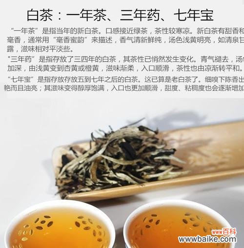 揭秘白茶花的神秘花语 白茶花的花语与寓意