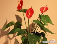 探寻白红掌花的象征意义及文化内涵 白红掌花之意象与寓意