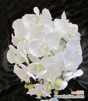 展现高贵与纯洁的花卉之王 白蝴蝶兰的花语与寓意