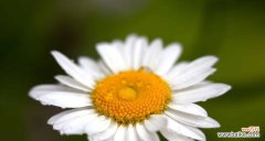 白菊花的文化内涵和人们对其的情感寄托 白菊花的象征意义及其美丽的传承