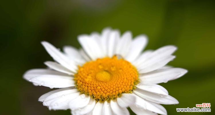 白菊花的文化内涵和人们对其的情感寄托 白菊花的象征意义及其美丽的传承