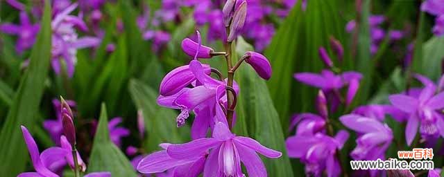 白芨花的开花时间及其象征的含义 白芨花开的花语与寓意