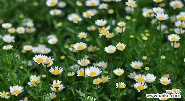 白晶菊绽放的生命之意境 白晶菊的花语与寓意——开花的美好含义