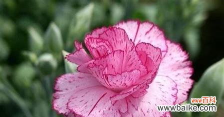 探寻白康乃馨的花语及其象征意义 白康乃馨的花语