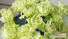 探寻白康乃馨的花语及其象征意义 白康乃馨的花语