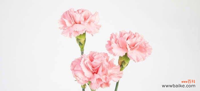 美丽而纯洁的白康乃馨花所蕴含的深意 白康乃馨花语