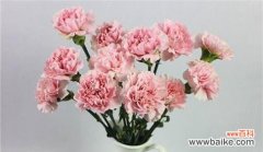 美丽而纯洁的白康乃馨花所蕴含的深意 白康乃馨花语