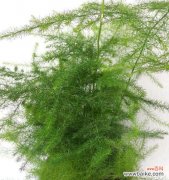 文竹开花时间是什么时候？开花寓意有哪些？