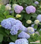 无尽夏的花语和寓意花语是什么意思？如何理解无尽夏的深层含义？